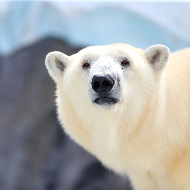 10 Interesting Facts About Polar Bears, Polar Bears Habitat, Interesting Facts About Polar Bears - FOREVER WILDLIFE