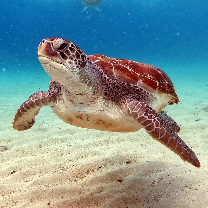 10 Fascinating Important Facts About Sea Turtles You Didn't Know - FOREVER WILDLIFE