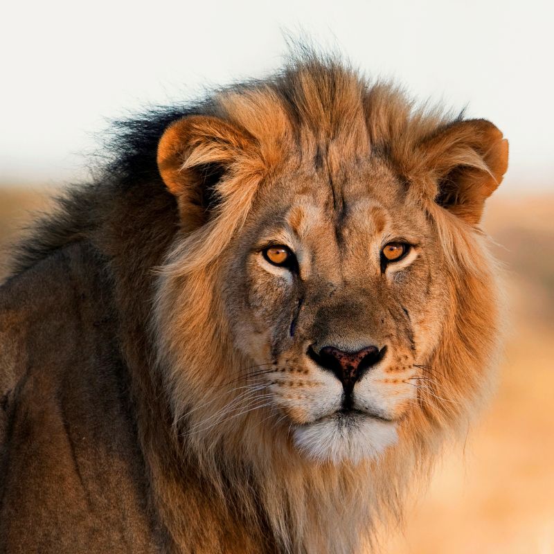 Interesting Facts About Lions, What is Special About Lions, Interesting 20, 10, 5, Amazing Facts About Lions, Wildlife Wonders