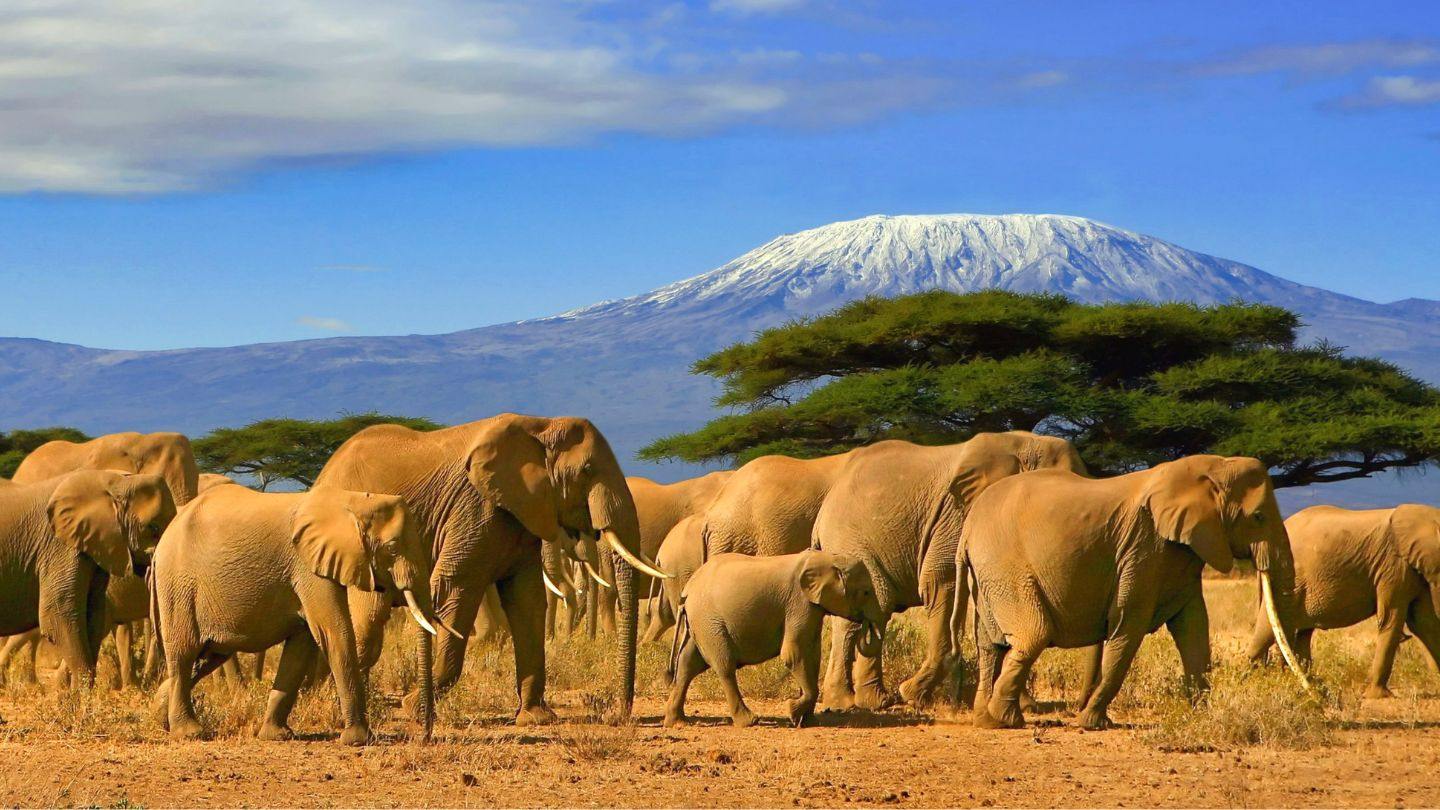 Herd of elephants photo for the Kids & Youth Clothes, Wildlife Clothing, Wildlife Apparel collections at Forever Wildlife 